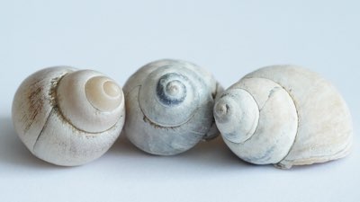 Musik 1: Vom lokalen Ausdruck zum globalen Wirtschaftsfaktor